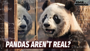 Pandas Aren’t Real? Wild Theory in China Isn’t so Black & White [Live - 7:30 p.m. ET]